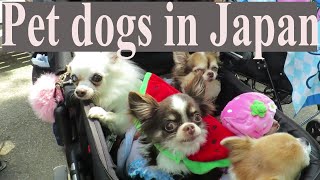 Pet dogs in Japan