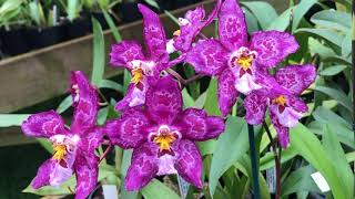 How to Care For and Repot Oncidium Orchids   Potting Mix, Fertiliser, Watering, Diseases and Pests