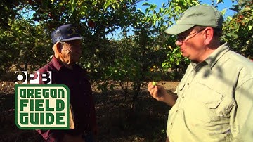 Apple Tasting in Oregon