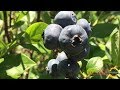 Prairie Yard & Garden: Blueberries