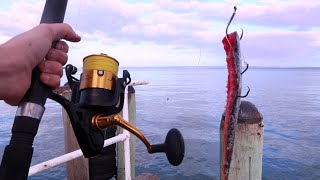 Jetty Fishing For MONSTERS