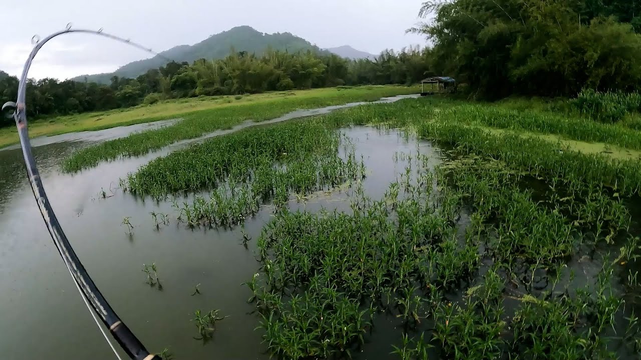 最悪で最高の3泊4日タイ・チャドー（トーマン）釣り遠征 in タイランド シーナカリンダム 2022年9月
