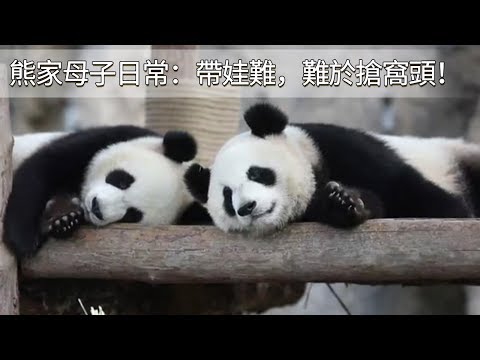 《熊貓主題趴》熊家母子思雪&雪寶的日常：帶娃難，難於搶窩頭！ | iPanda
