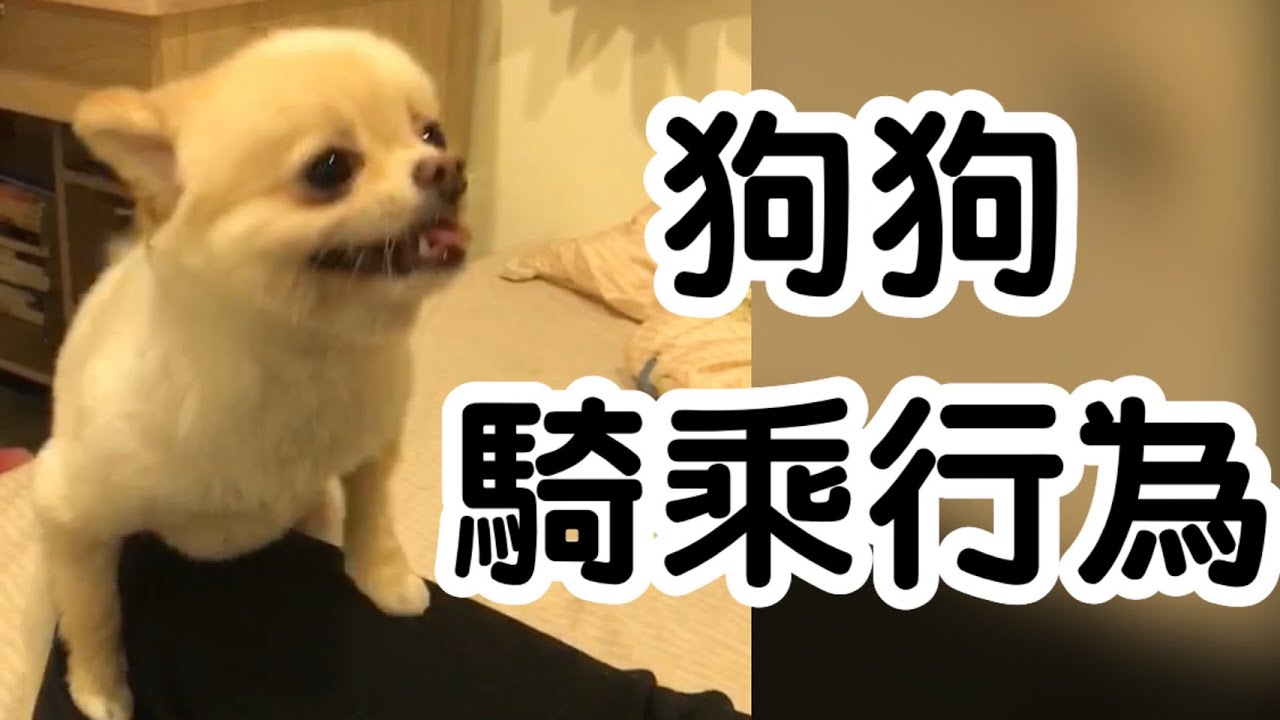 狗狗的騎乘行為～跟你想的不一樣 Why Do Dogs Hump & Masterbate? YouTube