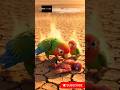parrot and pigeon heart touching story parrot help pigeon#ai #parrot #pigeon #song