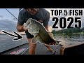 TOP 5 Catches of 2025 [4K]