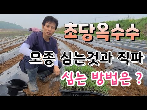 초당옥수수  심을때 꼭 주의 할점 옥수수 심는법 심는시기 #How to eat corn