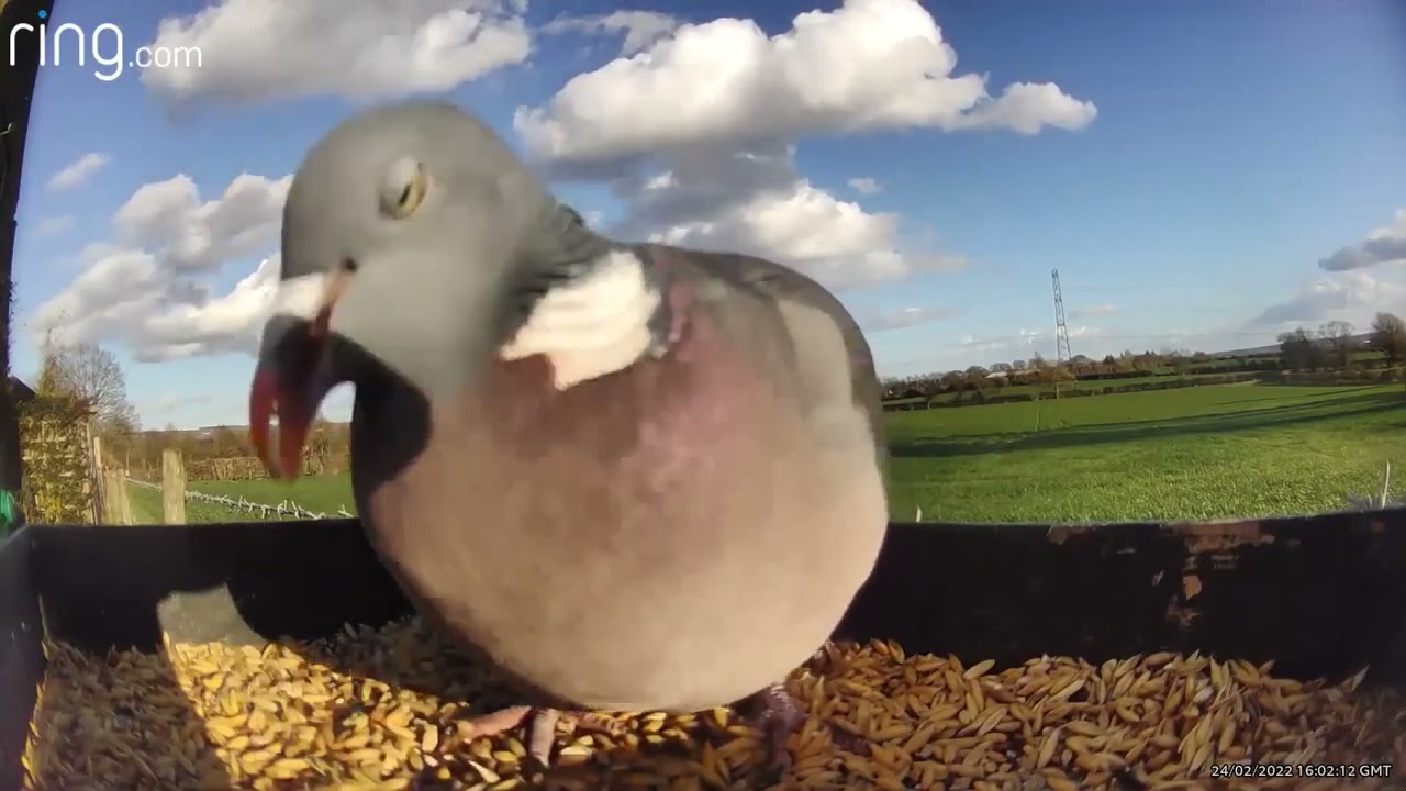 Ring Stick Up Cam Wildlife video examples