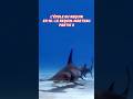 Le REQUIN MARTEAU va-t-il DISPARAÎTRE ?