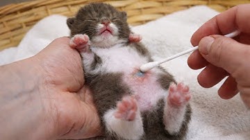 Ik heb de behandeling veranderd... Nu maak ik me zorgen om deze pleegkittens! Ondertitels