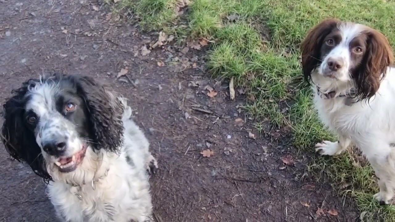 Little bit different footage the day. @perth @beautifulscotla d 