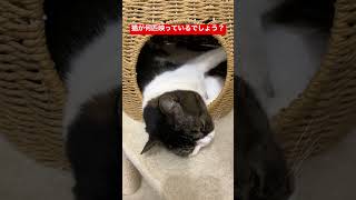 猫が何匹いるでしょう？