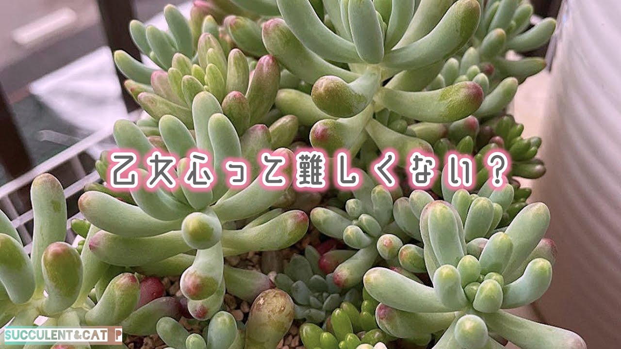 Succulents] I've bought another one, despite my previous