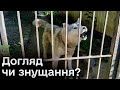 🐕😱 Господарі покинули пса в загорожі, а доглядальник наживається! Історія хаскі з Мережі