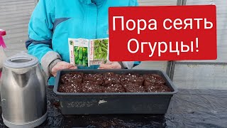 Сею огурцы на рассаду.Первая подкормка лука и чеснока.Живу в Нижегородской деревне.