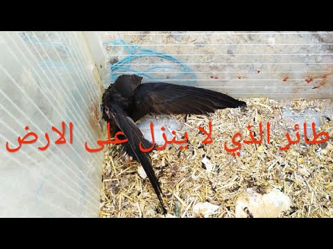 السنونو أو الطائر الخطاف الذي لا يلمس الأرض شاهد مع فضل نبهان - YouTube