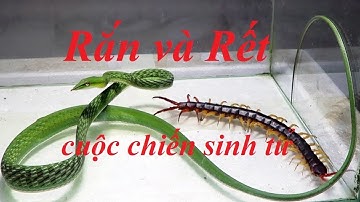 Rắn và Rết: Cuộc chiến kịch liệt giữa Rắn và Rết, những loài cực độc