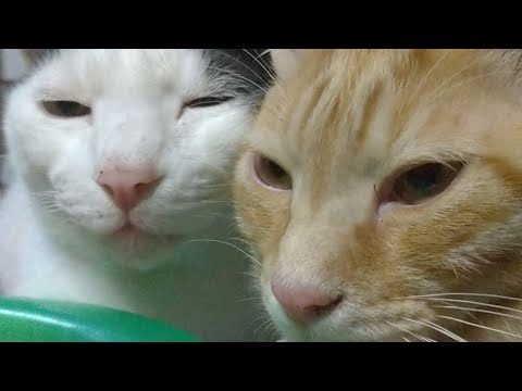 かご猫LIVE　211023