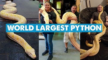 World Most Largest Python I Albino Burmese Python I Animal Videos Hub