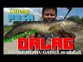 tiksay fish hunting (TAG-ARAW#26) MALAKING DALAG AYUS... ( SNAKE HEAD, GABUS,MUDFISH )free Swimming.