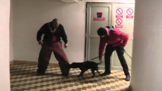 Staffordshire Bullterrier - Puppy Protection Work On The Legs