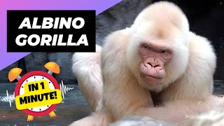 Albino Gorilla - In 1 Minute! 🦍 An Albino Animal You Have Never Seen | 1 Minute Animals