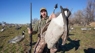 I Shot a Banded Honker and You Won't Believe Where It's From..