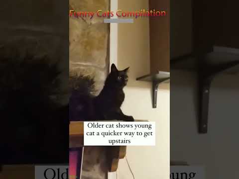 Funny Pets 🐈‍⬛ Favorite Friends 😸 #FunnyCats Episode 4575