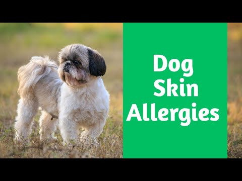 Video: Dish pe câini Doodle: stabilirea înregistrării drepte pe alergii, personalități și mai mult