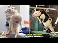 Gak Masuk Di Akal Sehat Ketika Ilmuwan Membuat Tikus Lumpuh Berjalan Kembali...