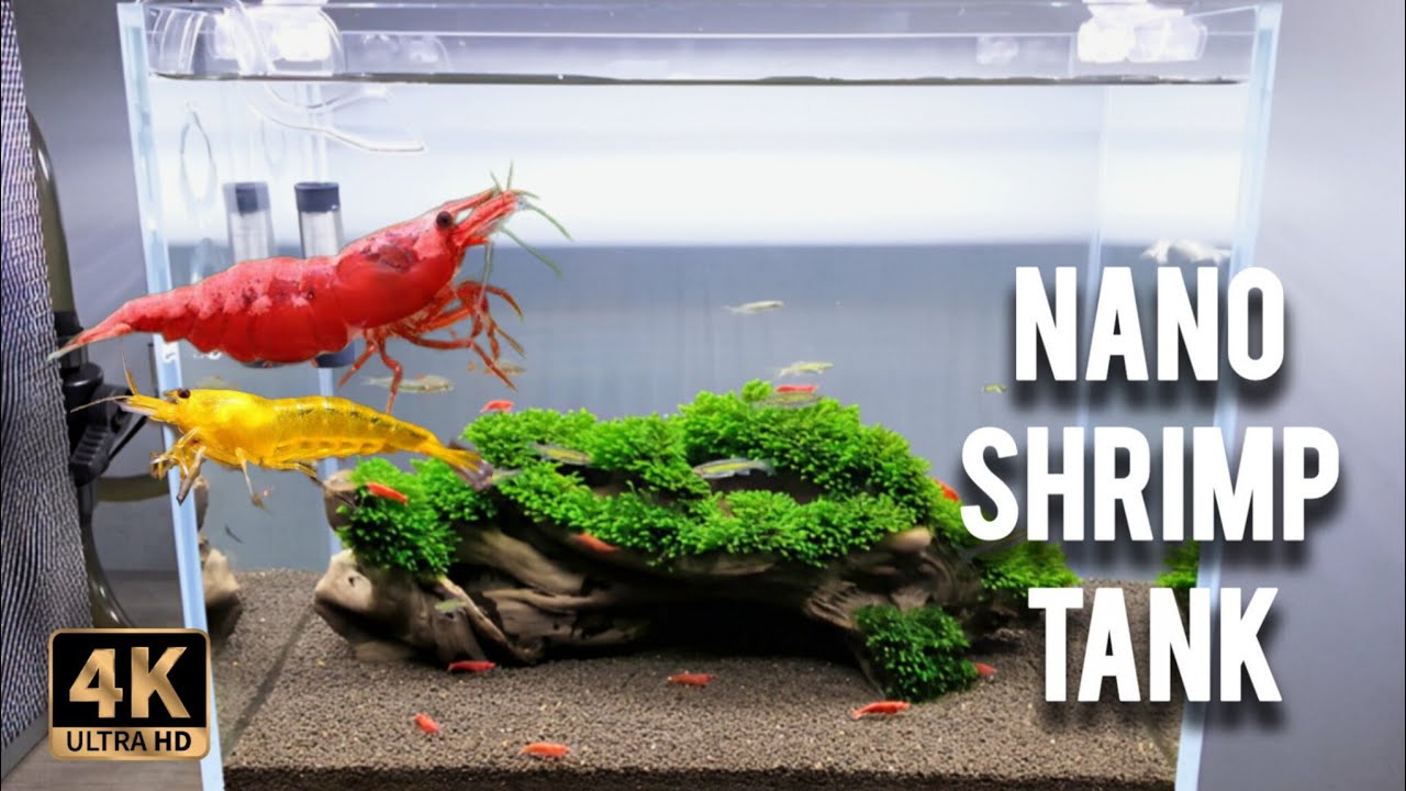 NANO SHRIMP PLANTED AQUARIUM SETUP FOR BEGINNERS | THE SHRIMP GARDEN 