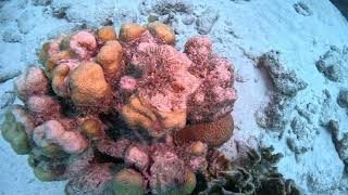 Coral Estates House Reef 🪸