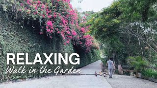 Calm & Relaxing Walk in a Zen Garden with Dogs  Corgis and Dachshund  Silent Vlog for Relaxation