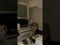【猫動画】美猫のゴミあさり #猫 #kitty #猫のいる暮らし #cat