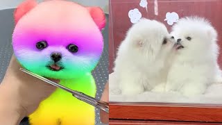 2024 Chó Phốc Sóc Mini 😍 Funny and Cute Pomeranian 😺🐶 | cute animals63