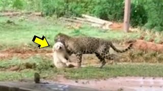 Cuando el jaguar ataca al perro | Jaguar vs perro