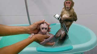 Dad bathed Kobi and baby monkey Mon very thoughtfully