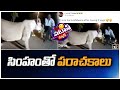 Drunk man teases hungry lion in viral video, resurfacing video