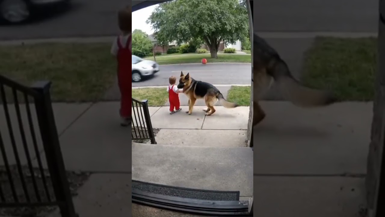 The Moment This Dog Saved Mom's Kids Was Caught on Camera ❤️ #motherly