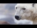 view A Beloved Alpha Polar Bear Near the End of His Life digital asset number 1