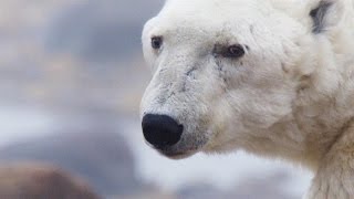 A Beloved Alpha Polar Bear Near the End of His Life Net Worth