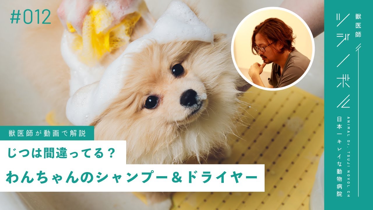 【愛犬のお風呂】頻度・洗い方・乾かし方を獣医師&トリマーがくわしく解説【獣医師ツジノボル】