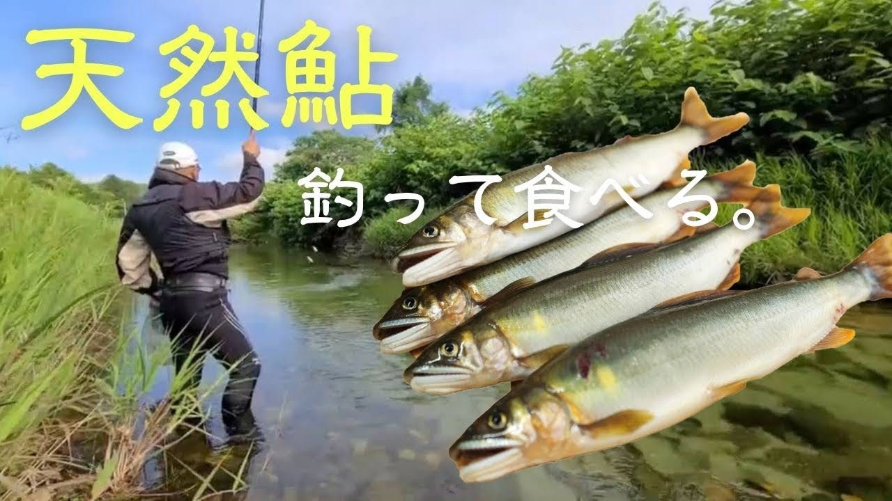 道南で鮎釣りに挑戦 渓流の女王を塩焼きでいただく 北海道発信の釣り情報ブログ ふぃっしんぐっど