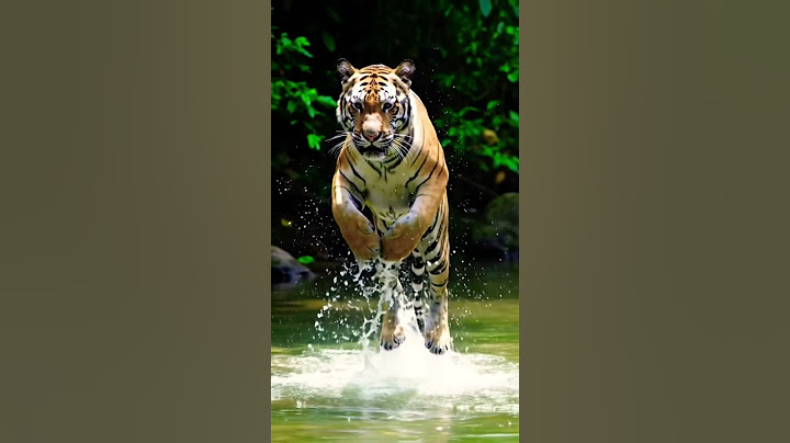 The tiger jumps into the water #tiger #wildlife #animals #pets #ai #aishorts #aianimals #aivideo
