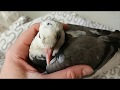 У голубенка вырос хвостик ✿ Young pigeon has grown tail