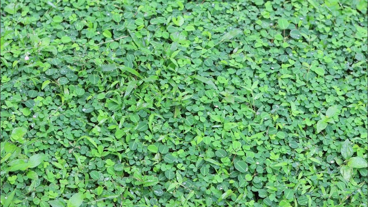 Beautiful greenish grass on closeup 4k video. Undupiyaliya Ayurvedic
