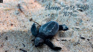 Chennai Turtle Walk: Protecting Olive Ridley Turtles on the Bay of Bengal | 4K