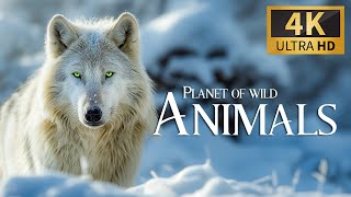 Planet Of Wild Animlas 4K 🐾 Discovery Relaxation Film With Soothing Relaxing Piano Music