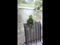 Alfie Takes a Shower in the Rain