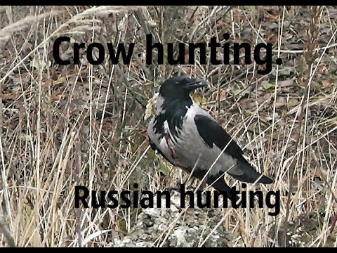 Видео: Crow hunting. Кроухантинг. Убегающий таргет и зажравшаяся псина.